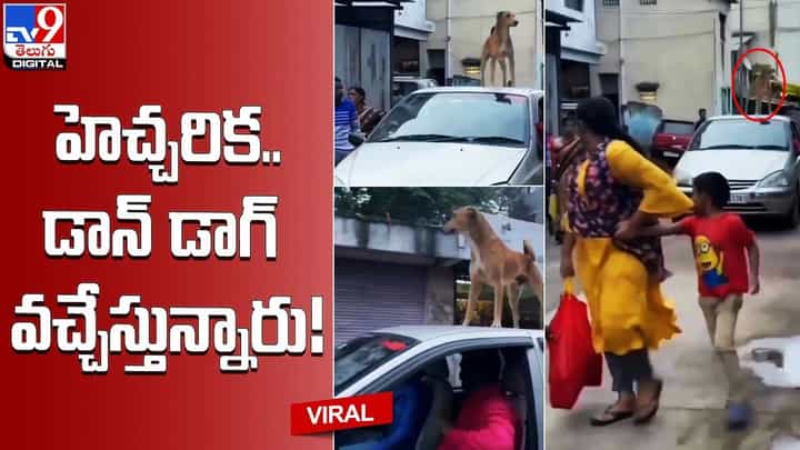 హెచ్చరిక.. డాన్ డాగ్ వచ్చేస్తున్నారు !! అసలైన గ్రామసింహం అంటున్న నెటిజనం హెచ్చరిక.. డాన్ డాగ్ వచ్చేస్తున్నారు !! అసలైన గ్రామసింహం అంటున్న నెటిజనం