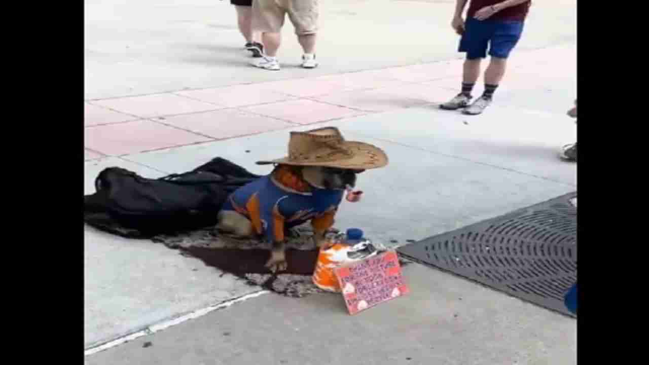 Viral Video: మనీ కోసం రంగు మార్చిన కుక్క.. వీడియో చూస్తే నవ్వులు పూయాల్సిందే..