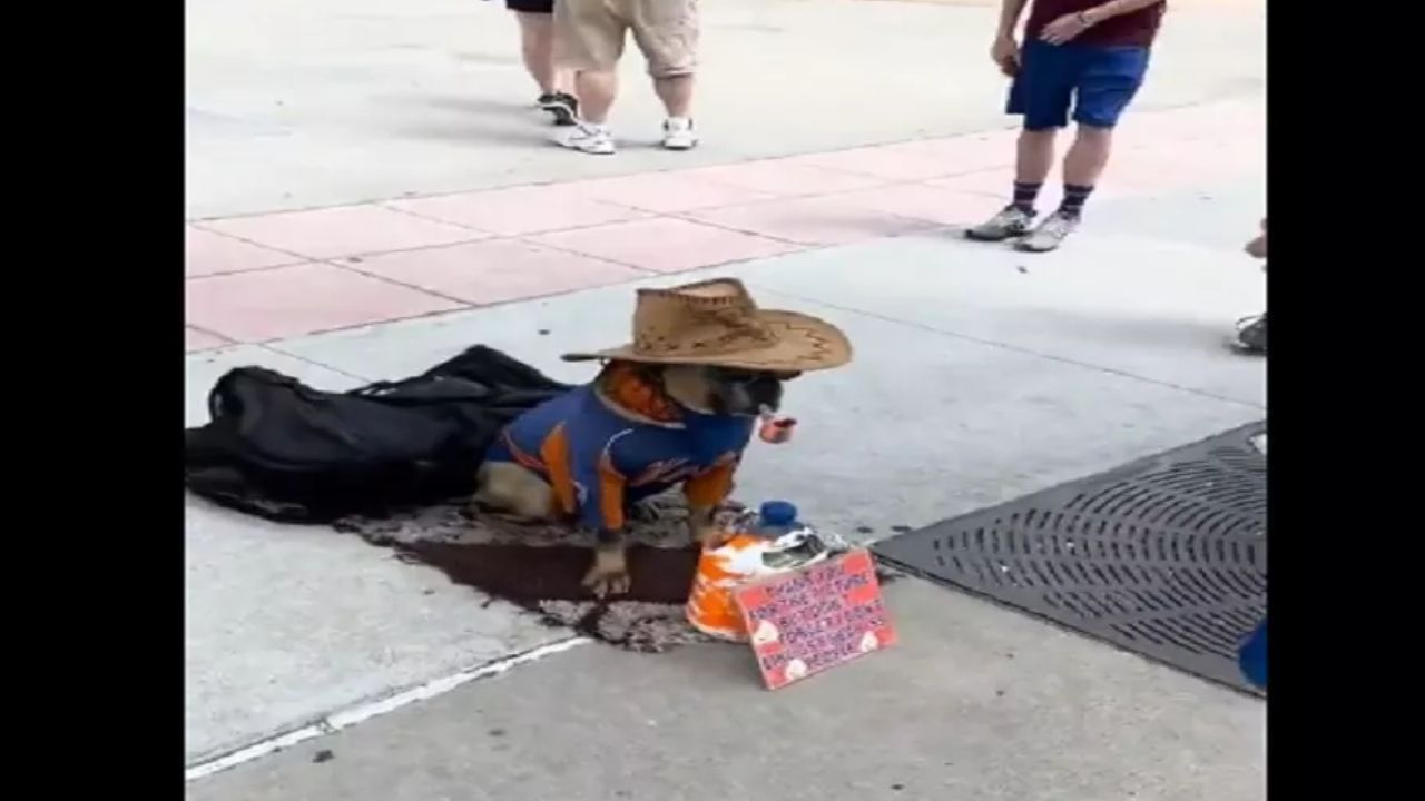 Viral Video: మనీ కోసం రంగు మార్చిన కుక్క.. వీడియో చూస్తే నవ్వులు పూయాల్సిందే..