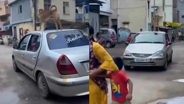Watch Video: తప్పుకోండి.. తప్పుకోండి.. గ్రామ సింహం వస్తోంది.. అడ్డోస్తే అంతే ఇక.. వీడియో