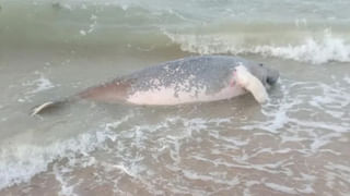 Guinness World Records: వామ్మో.. అది హెయిర్ స్టైలా..? ఈఫిల్ టవరా..? గిన్నిస్‌ వరల్డ్‌ రికార్డ్‌ క్రియేట్‌ చేసింది..