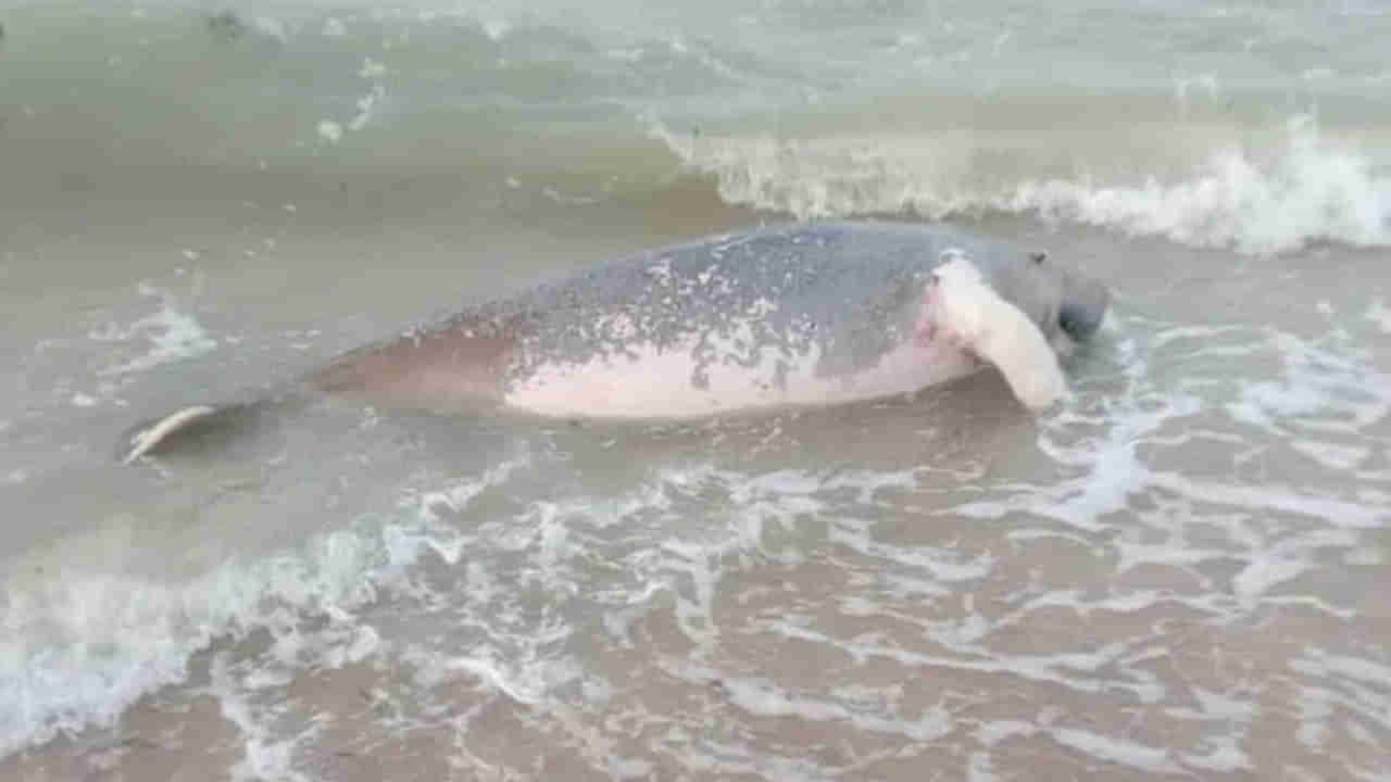 Viral: సముద్ర తీరానికి కొట్టుకొచ్చిన వింత జీవి.. రామేశ్వరం విల్లుండి తీరంలో కనిపించిన అనుకోని అతిథి