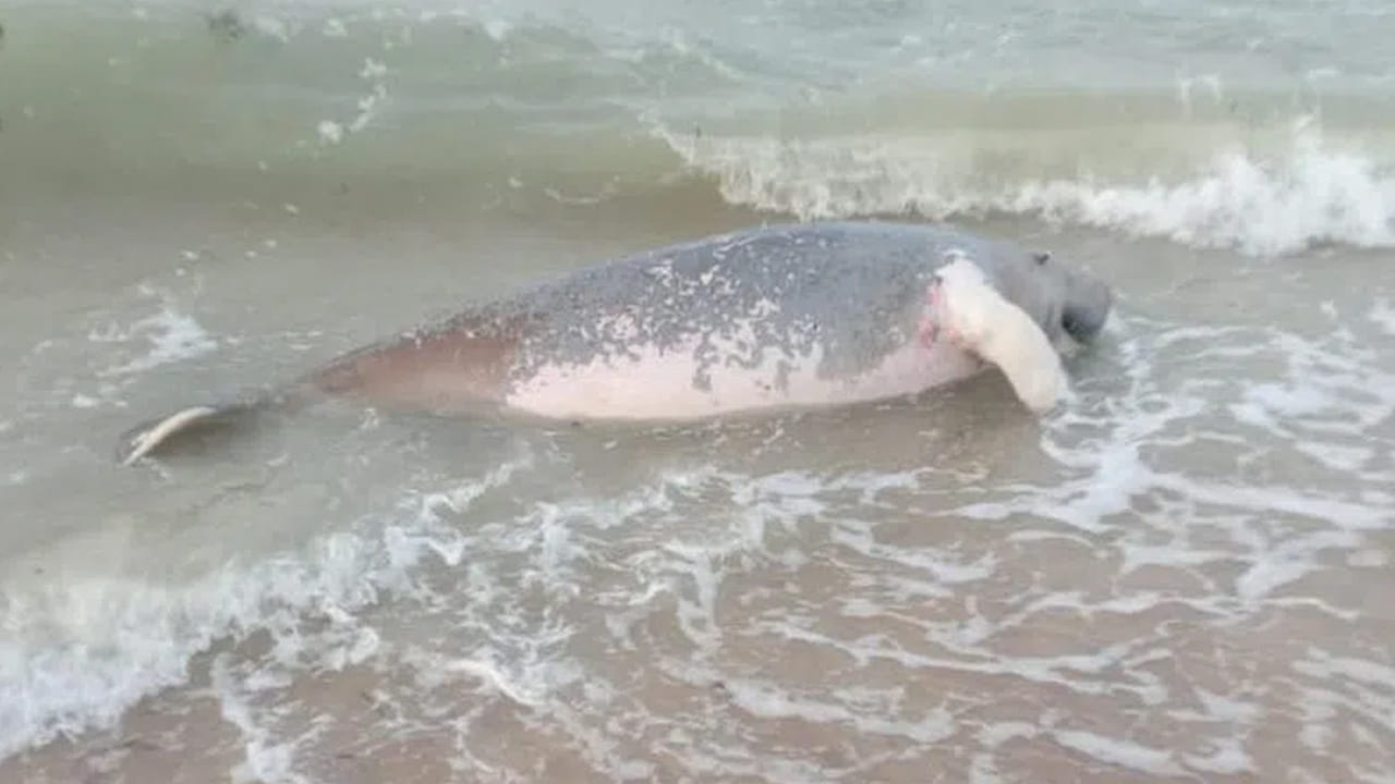 Viral: సముద్ర తీరానికి కొట్టుకొచ్చిన వింత జీవి.. రామేశ్వరం విల్లుండి తీరంలో కనిపించిన అనుకోని అతిథి