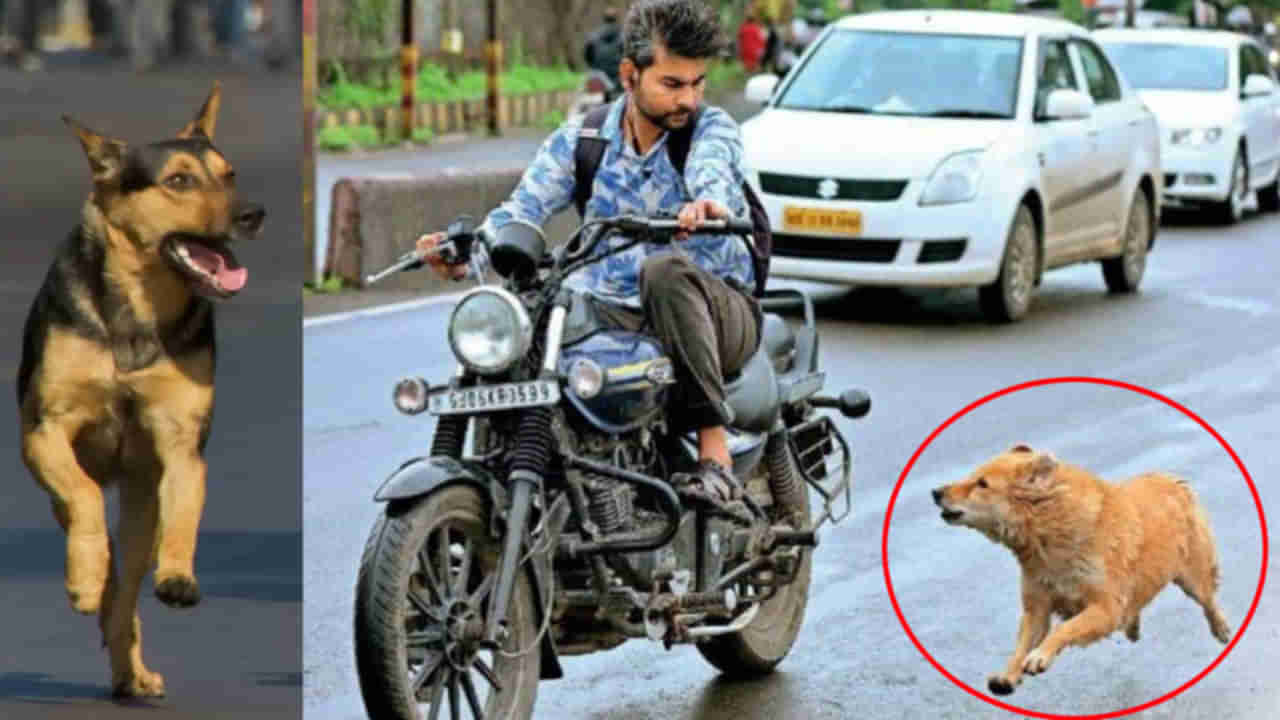 Dogs Chasing Bike: ఈ ట్రిక్ పాటిస్తే కుక్కలు మీ బైక్ వెనుక ఎప్పటికీ పరుగెత్తవు.. ఏం చేయాలంటే..