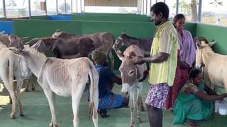 Gold Price Today: స్థిరంగా కొనసాగుతోన్న బంగారం ధర.. ఒక్క హైదరాబాద్‌లో మాత్రం భారీ పెరుగుదల..