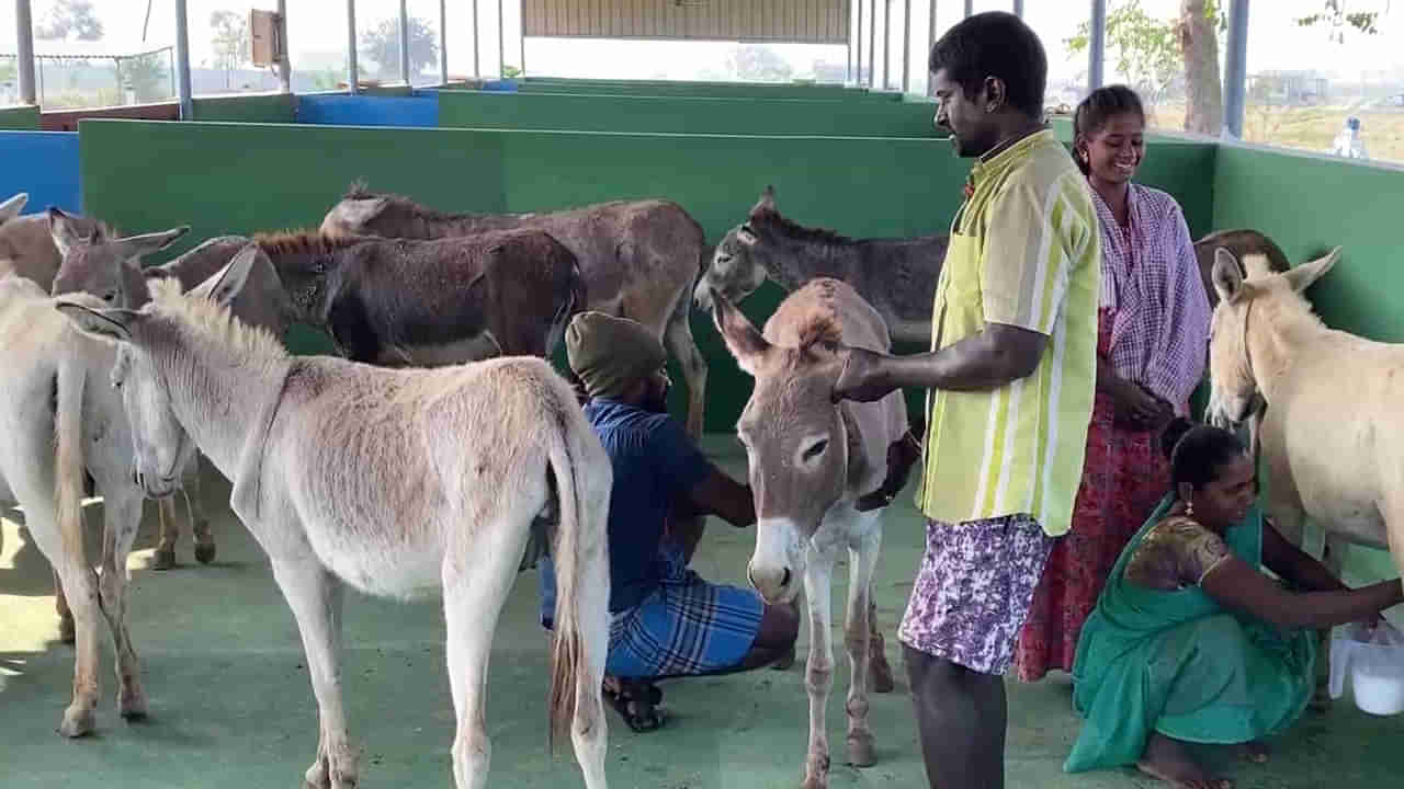 గాడిదలు కాస్తూ.. లక్షల్లో ఆదాయం.. తెలంగాణలో మొదటి డాంకీ ఫార్మ్ ఎక్కడుందో తెలుసా..