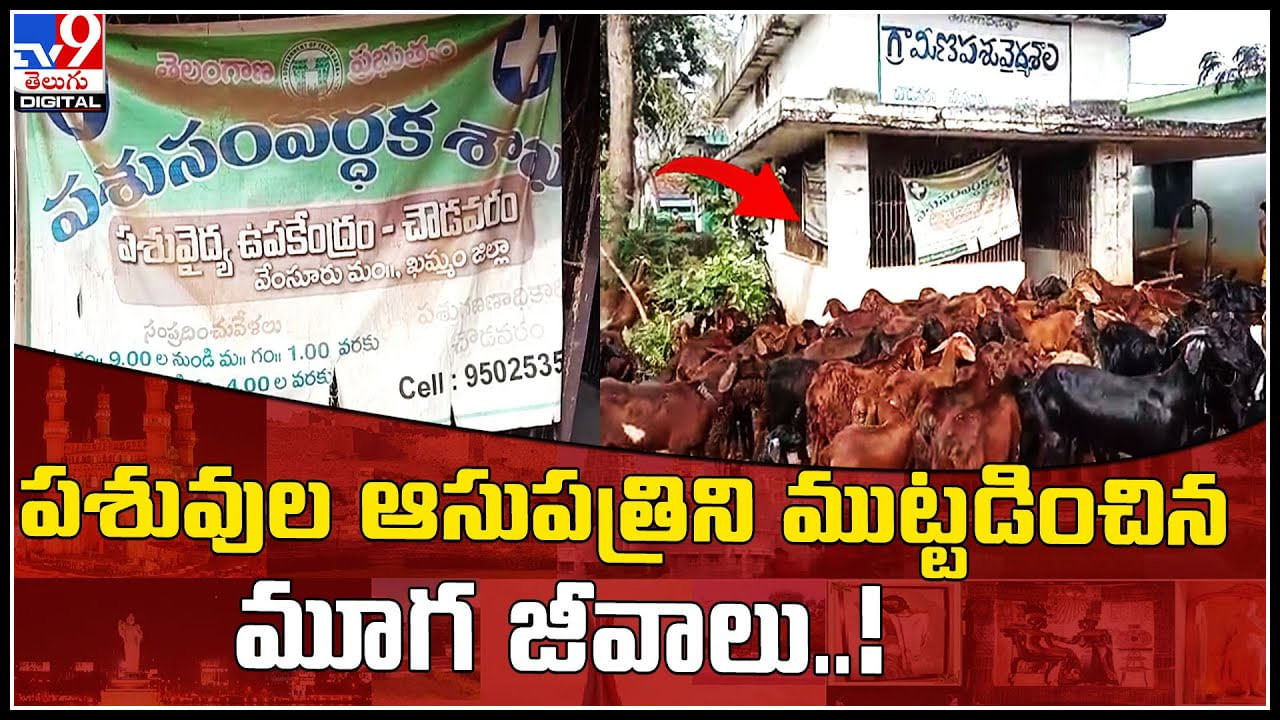 Veterinary Hospital: పశువుల ఆసుపత్రిని ముట్టడించిన మూగ జీవాలు..! ఎందుకో తెలిస్తే షాక్ అవుతారు..