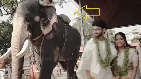 Elephant attack: పెళ్లి ఫోటోషూట్లో ఏనుగు బీభత్సం.. ఎరక్కపోయిన కొత్త జంటకు చుక్కలే..! ఎత్తికుదిపేసింది..