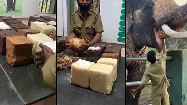 Kitchen for Elephant: ఎలిఫెంట్ రెస్టారెంట్.. పసందైన విందుకోసం ఇక్కడికి రండి..!