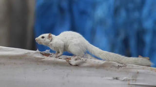 Telangana: అదృశ్యమైన చిన్నారి కథ విషాదాంతం.. బాలిక మృతిపై అనేక అనుమానాలు..?