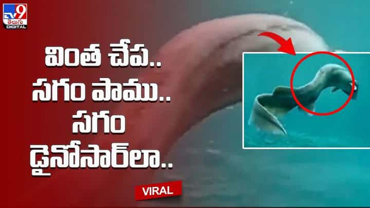 వింత చేప.. సగం పాము.. సగం డైనోసార్లా.. వింత చేప.. సగం పాము.. సగం డైనోసార్లా..