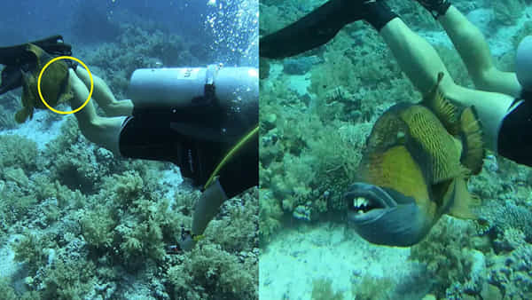 Mysterious Fish: వామ్మో ఇదేం చేప.. దంతాలతో స్కూబా డ్రైవర్ పట్టి పీకేసింది.. షాకింగ్ వీడియో వైరల్