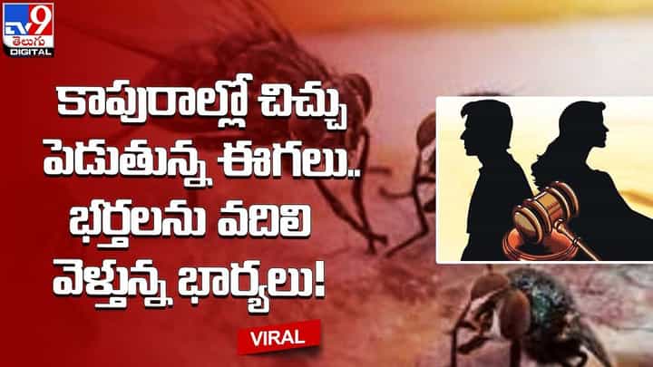 కాపురాల్లో చిచ్చు పెడుతున్న ఈగలు.. భర్తలను వదిలి వెళ్తున్న భార్యలు !! కాపురాల్లో చిచ్చు పెడుతున్న ఈగలు.. భర్తలను వదిలి వెళ్తున్న భార్యలు !!