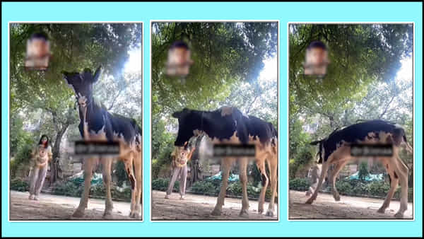 Funny Video: పాపం పాప.. ‘జంబలకిడి జారుమిఠాయా’ పాట పాడిందేమో.. ఆవు రియాక్షన్ మామూలుగా లేదుగా..