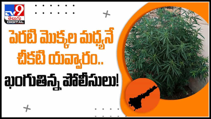 Ganja Farming: పేరటి మొక్కల మధ్యనే చీకటి యవ్వారం.. సడన్ ఎంట్రీ ఇచ్చిన పోలీసులు.. Ganja Farming: పేరటి మొక్కల మధ్యనే చీకటి యవ్వారం.. సడన్ ఎంట్రీ ఇచ్చిన పోలీసులు..