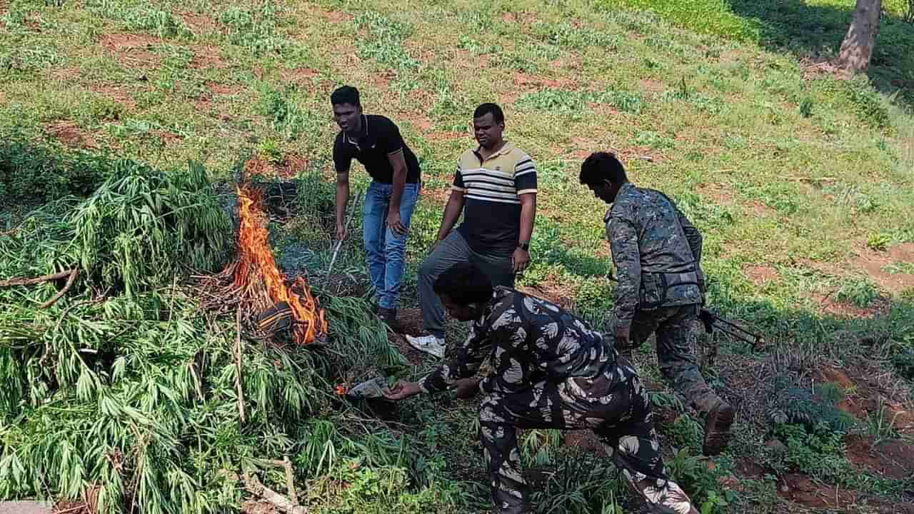 Andhra Pradesh: గంజాయి గుట్టు తెలిస్తే ఈ నంబర్లకు కాల్ చేయండి.. ఖతం అంతే..