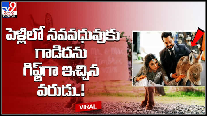 Donkey Gift: పెళ్లిలో నవవధువుకు గాడిదను గిఫ్ట్గా ఇచ్చిన వరుడు..! పూజారితో సహా అందరూ షాక్.. Donkey Gift: పెళ్లిలో నవవధువుకు గాడిదను గిఫ్ట్గా ఇచ్చిన వరుడు..! పూజారితో సహా అందరూ షాక్..