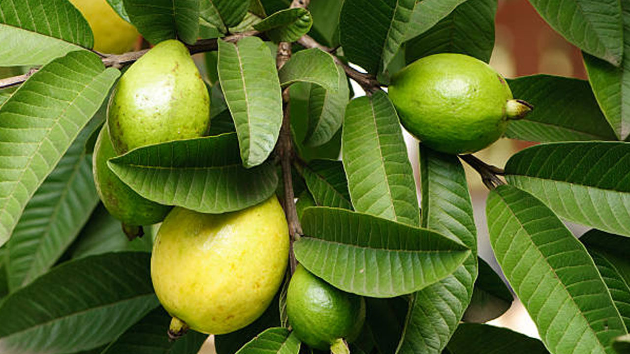 Guava Leaves: ఆ సమస్యలున్న వారికి దివ్యౌషధం.. జామాకులు.. ఈ 9 విషయాలు తెలుసుకుంటే మీకే మేలు..