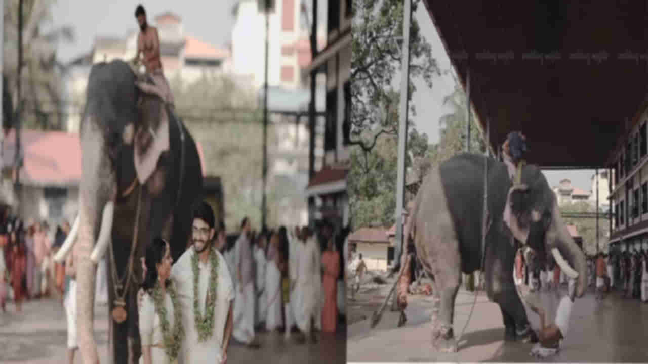 Guruvayur Temple: గురువాయూరులో నవ వధూవరులు ఫోటో షూట్.. ఇంతలో ఏనుగు దాడి..  వీడియో వైరల్