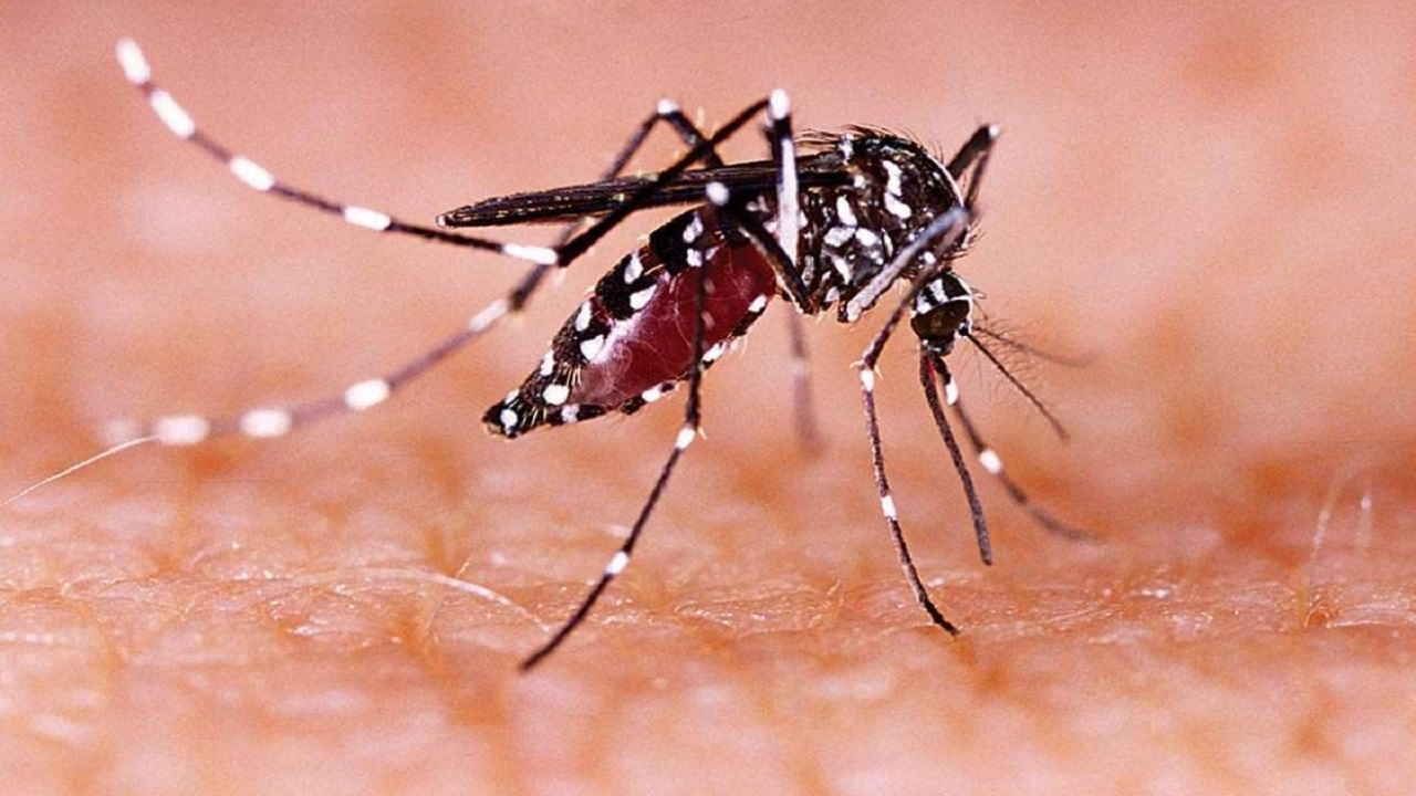 Vaccine For Zika Virus: దేశంలో మళ్లీ జికా వైరస్ భయాలు.. త్వరలో అందుబాటులోకి రానున్న వ్యాక్సిన్