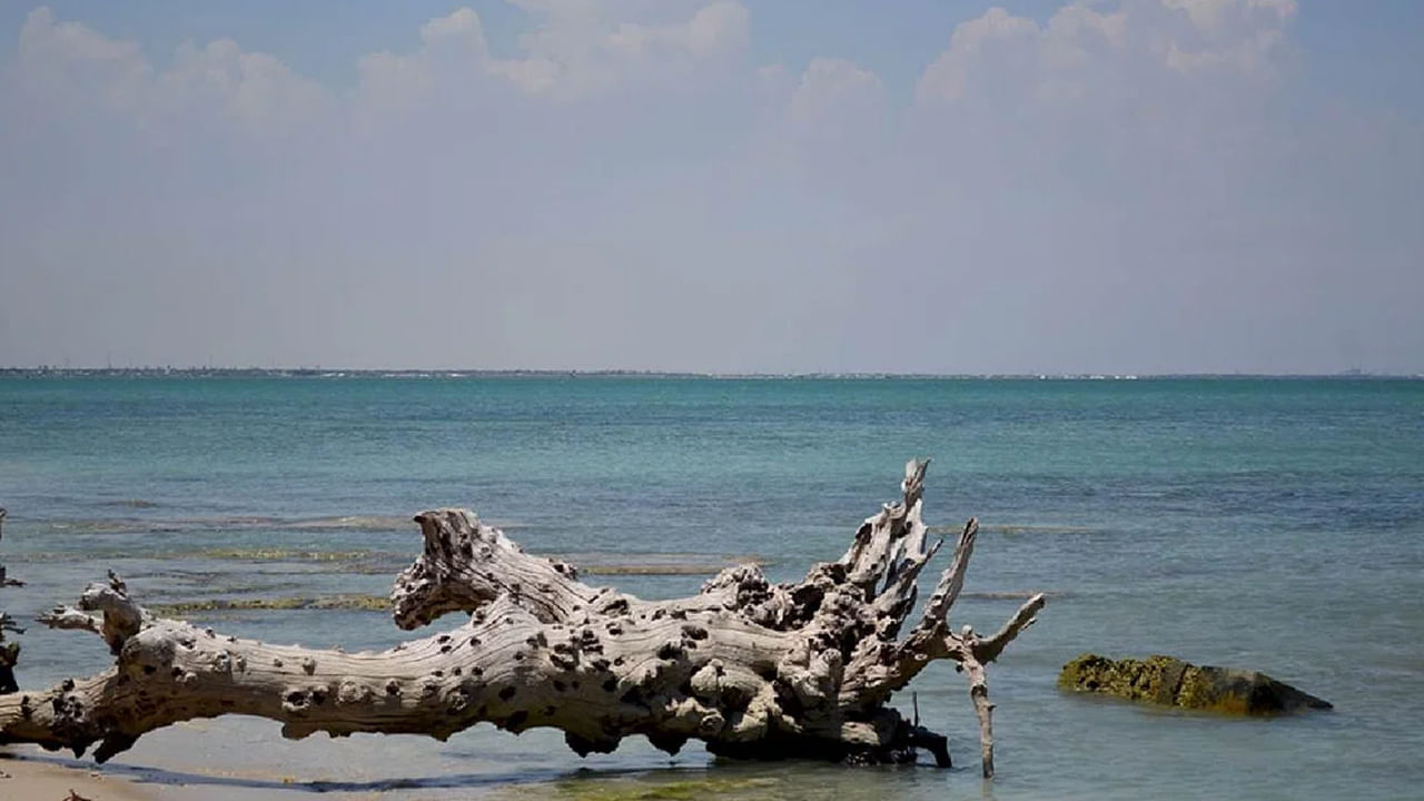 హరే ఐలాండ్ గల్ఫ్ ఆఫ్ మన్నార్లోని అతిపెద్ద ద్వీపం. ఇది గల్ఫ్ ఆఫ్ మన్నార్ మెరైన్ నేషనల్ పార్క్లో భాగం. ఈ ద్వీపం ముత్యాల సాగుకు చాలా ప్రసిద్ధి చెందింది.