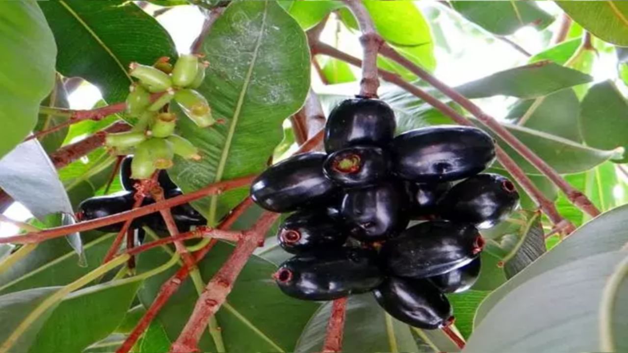 Jamun Leaves: నేరేడు ఆకులతో ఎన్ని ఆరోగ్య ప్రయోజనాలో.. తప్పక తెలుసుకోవలసిన  సమాచారం మీ కోసం.. - Telugu News | Amazing health benefits and uses of jamun  Leaves | TV9 Telugu