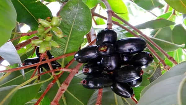 Jamun Leaves: నేరేడు ఆకులతో ఎన్ని ఆరోగ్య ప్రయోజనాలో.. తప్పక తెలుసుకోవలసిన సమాచారం మీ కోసం..