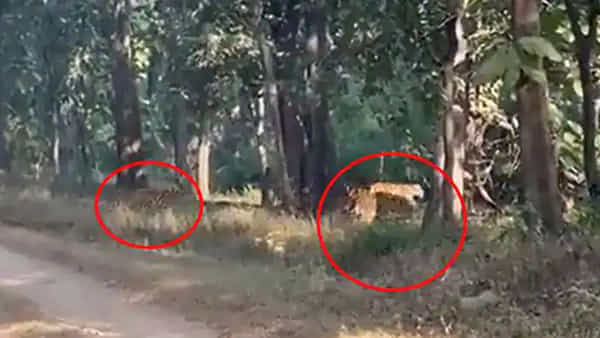 Jungle Safari Viral Video: అడవిలో దర్శనమిచ్చిన కుంతి.. పాండవులతో కలిసి ప్రయాణిస్తుండగా తీసిన వీడియో వైరల్..!
