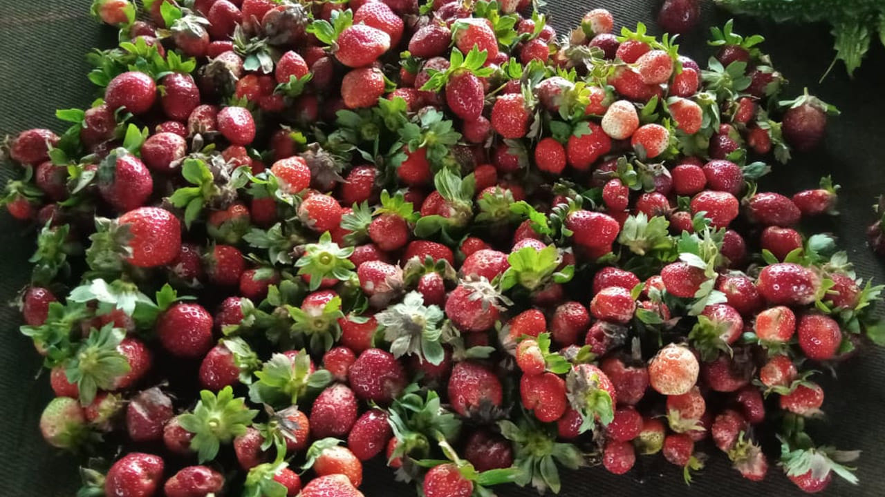 Vizag ఆంధ్రా కాశ్మీరంలో విరివిగా కాస్తున్న స్ట్రాబెర్రీలు.. ఈ పండు