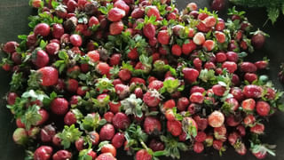 Kodali Nani: లోకేశ్ కు అడ్డు వస్తాడని.. ఎన్టీఆర్ ను పాతాళానికి తొక్కేస్తున్నారు.. మాజీ మంత్రి షాకింగ్ కామెంట్స్..