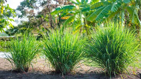 Lemongrass Health Benefits: ఈ సువాసనగల నిమ్మగడ్డి ఆరోగ్యానికి ఎంత మేలు చేస్తుందో తెలుసా..?