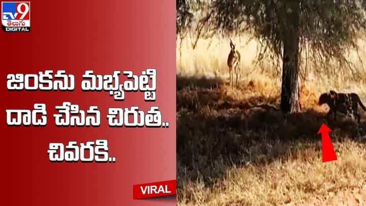 జింకను మభ్యపెట్టి దాడి చేసిన చిరుత.. చివరకి ?? నెట్టింట వైరల్ అవుతున్న వీడియో జింకను మభ్యపెట్టి దాడి చేసిన చిరుత.. చివరకి ?? నెట్టింట వైరల్ అవుతున్న వీడియో