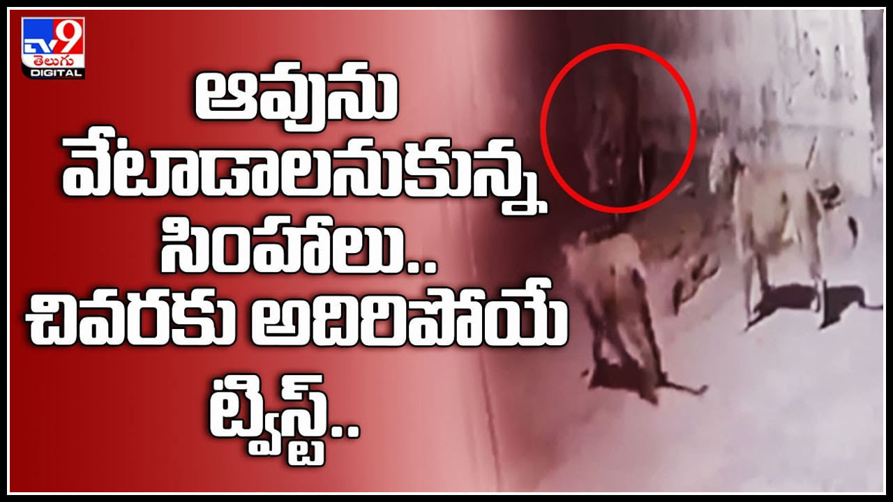 Lions attack on cow: ఆవును వేటాడాలనుకున్న సింహాలు.. చివరకు అదిరిపోయే ట్విస్ట్.. వైరల్ వీడియో.