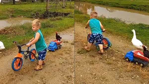 Viral Video: కోడి కోసం చిన్నోడి ఐడియా అదుర్స్.... తనతో తీసుకెళ్లేందుకు ఏం చేశాడో చూస్తే షాకవుతారు..