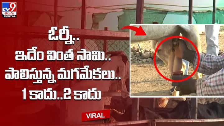 ఓర్నీ.. ఇదేం వింత సామి.. పాలిస్తున్న మగ మేకలు.. 1 కాదు.. 2 కాదు.. ఓర్నీ.. ఇదేం వింత సామి.. పాలిస్తున్న మగ మేకలు.. 1 కాదు.. 2 కాదు..