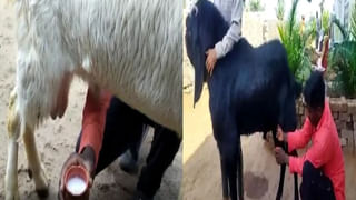 Trending Video: థోడీ సీ దారు పీనా హై.. తండ్రిని వేడుకుంటున్న చిన్నారి.. వీడియో చూస్తే మైండ్ బ్లాంక్..