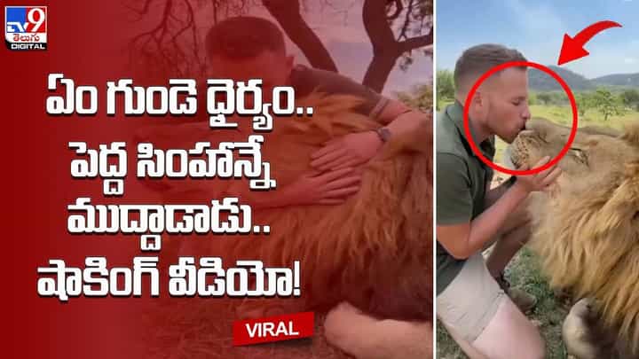 ఏం గుండె ధైర్యం.. పెద్ద సింహాన్నే ముద్దాడాడు.. షాకింగ్ వీడియో ఏం గుండె ధైర్యం.. పెద్ద సింహాన్నే ముద్దాడాడు.. షాకింగ్ వీడియో