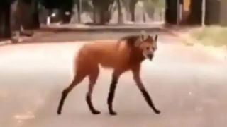 Jungle Safari Viral Video: అడవిలో దర్శనమిచ్చిన ‘కుంతి’.. పాండవులతో కలిసి ప్రయాణిస్తుండగా తీసిన వీడియో వైరల్‌..!