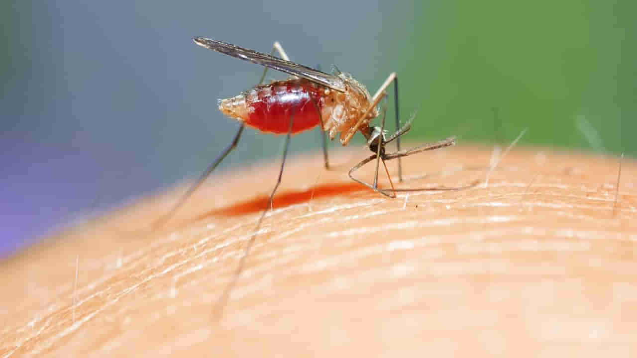 Zika Virus: దేశంలో మరోసారి వైరస్ కలకలం.. జికా జడలువిప్పుకుంటోంది.. లక్షణాలు ఎలా ఉంటాయంటే..!