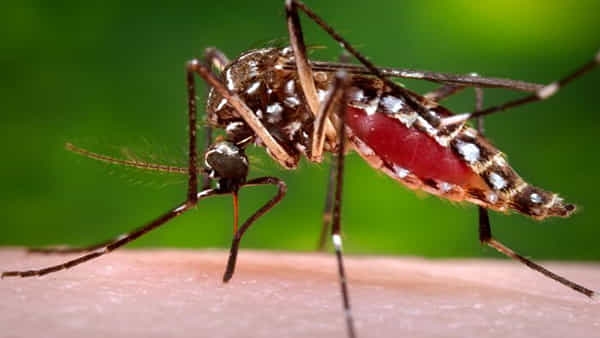 Mosquitoes Bite: దోమలతో జర భద్రం..! ప్రాణాంతక బ్యాక్టీరియాను వ్యాపింపజేస్తున్నాయ్..