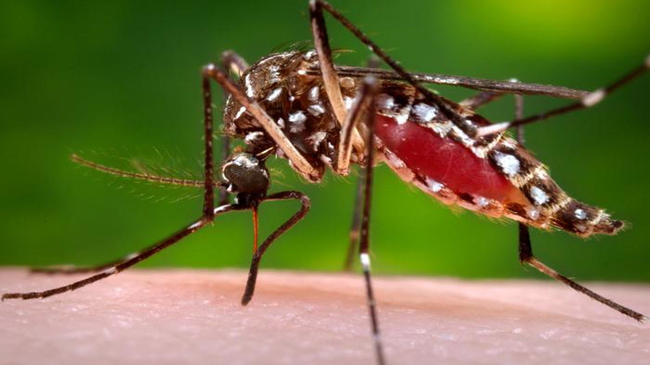 Mosquitoes Bite: దోమలతో జర భద్రం..! ప్రాణాంతక బ్యాక్టీరియాను వ్యాపింపజేస్తున్నాయ్‌..