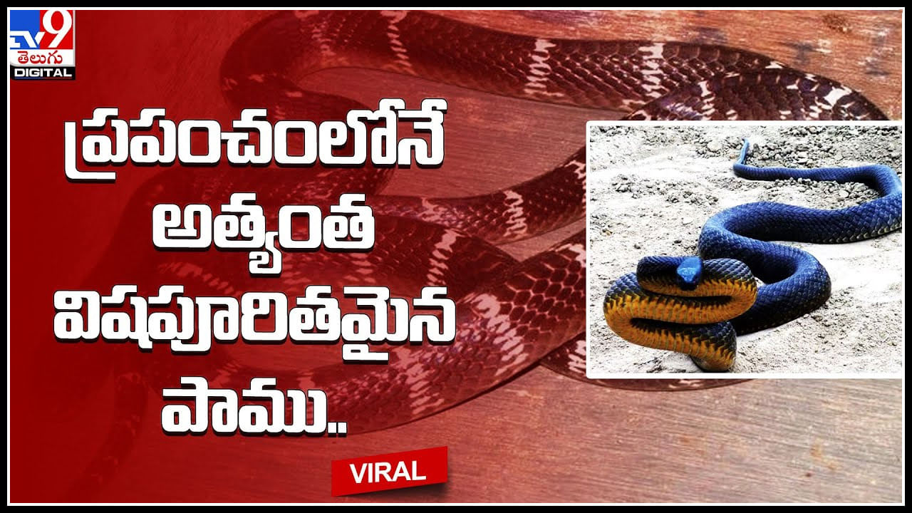 Most Venomous Snake: ప్రపంచంలోనే అత్యంత విషపూరితమైన పాము.. ఒక్క కాటుతో 110 మిల్లీగ్రాముల విషం విడుదల.