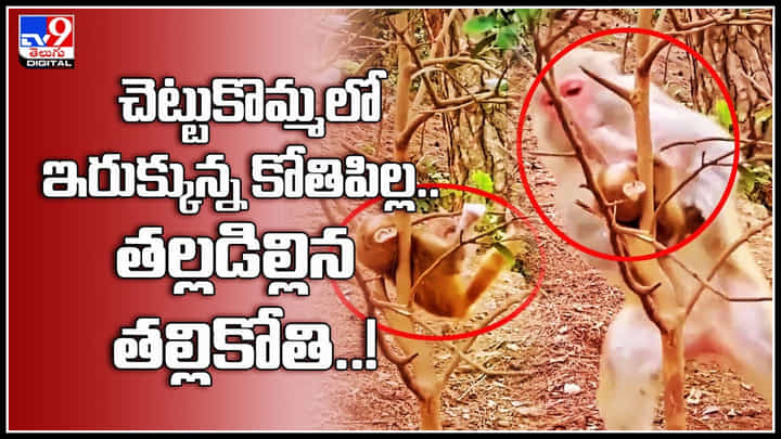 Monkey Viral Video: చెట్టుకొమ్మలో ఇరుక్కున్న కోతిపిల్ల..తల్లడిల్లిన తల్లికోతి..! చివరికి ఏమైంది అంటే.. Monkey Viral Video: చెట్టుకొమ్మలో ఇరుక్కున్న కోతిపిల్ల..తల్లడిల్లిన తల్లికోతి..! చివరికి ఏమైంది అంటే..