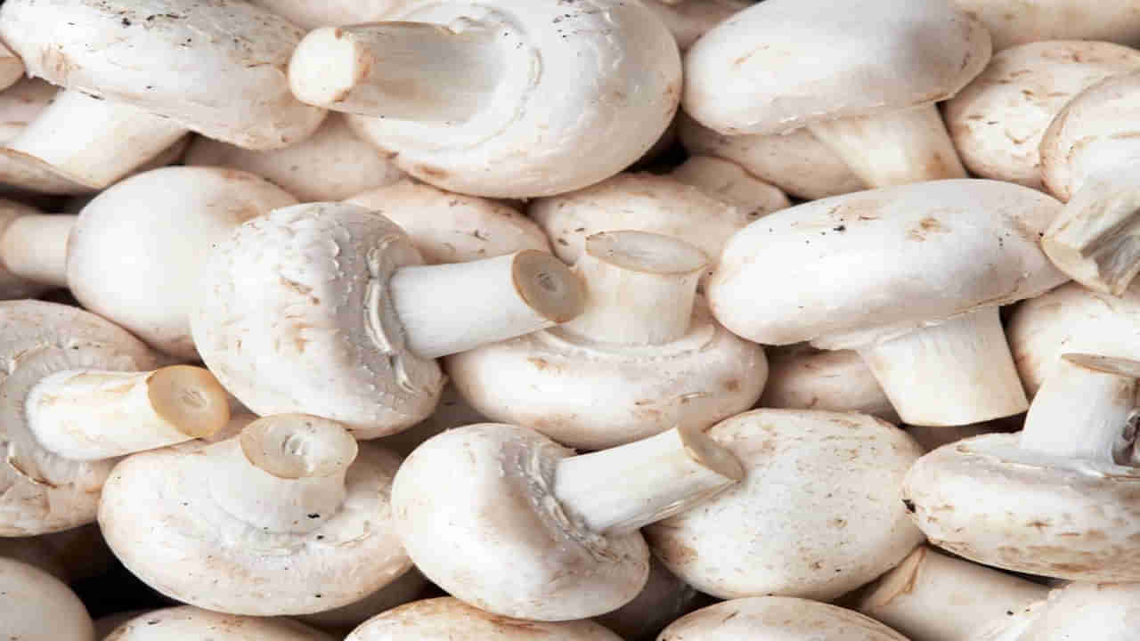 Mushrooms for Health: మెరుగైన ఆరోగ్యం కావాలనుకుంటే.. తప్పక తినాల్సిన ఆహారం ఇది.. ఇంకెన్నో ప్రయోజనాలు కూడా..