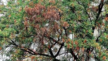 Neem Tree: వేప చెట్లకు వింత తెగులు.. ఇలా చేస్తే తగ్గుతుందంటున్న పరిశోధకులు..