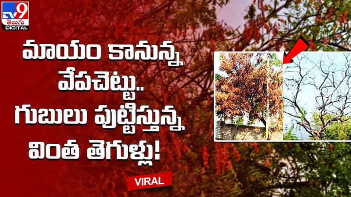 మాయం కానున్న వేపచెట్టు.. గుబులు పుట్టిస్తున్న వింత తెగుళ్లు !! మాయం కానున్న వేపచెట్టు.. గుబులు పుట్టిస్తున్న వింత తెగుళ్లు !!