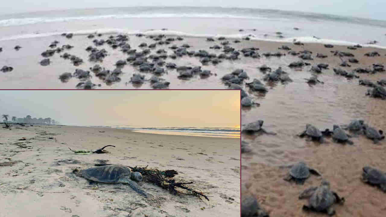 Andhra Pradesh: అయ్యయ్యో.! సముద్ర తీరం వెంబడి కుప్పలు తెప్పలుగా తాబేళ్ల కళేబరాలు.. రీజన్ తెలిస్తే..