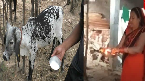 Viral News: ఏడాది వయసుకే లీటర్ల కొద్దీ పాలిస్తున్న లేగ దూడ.. దైవ ఘటన అంటూ పూజలు చేస్తున్న జనం