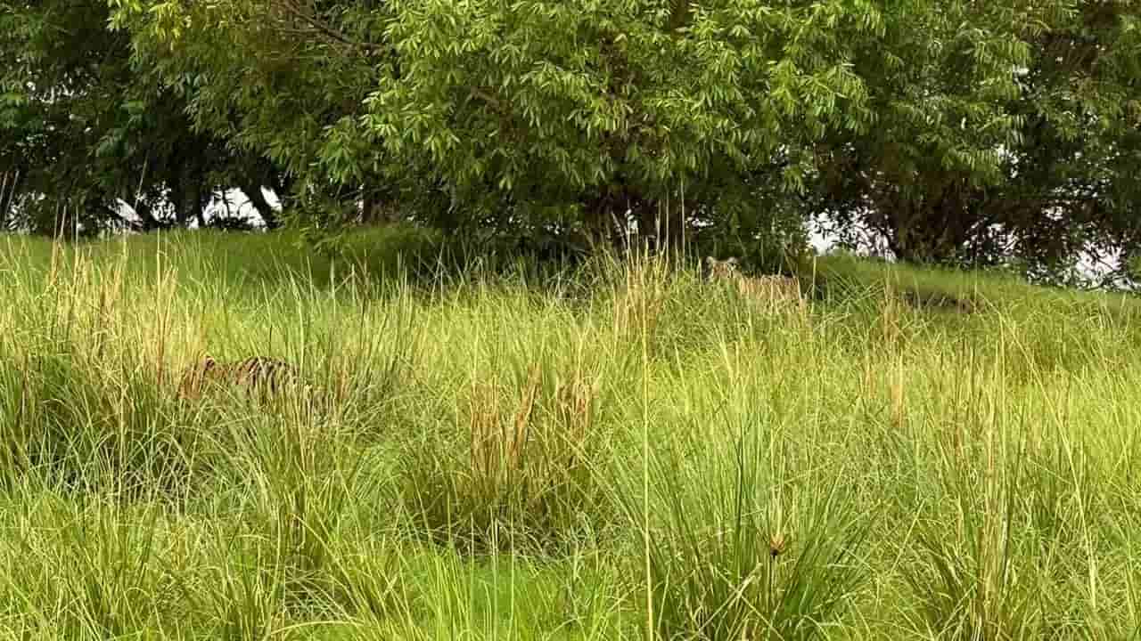 Viral Photo: వాసివాడి తస్సాదియ్యా.. ఈ ఫోటోలో ఎన్ని పులులు ఉన్నాయో గుర్తించగలరా.?