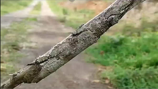 Viral Video: ఈ స్టిక్లో దాగుంది ఓ కీటకం.. ఇది నమ్మలేని నిజం.. కళ్లను మాయ చేసే వింత..